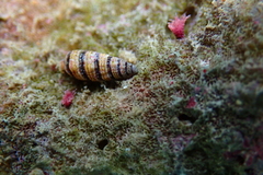 Cerithium zebrum