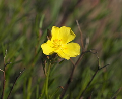 Crocanthemum scoparium