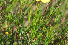 Crocanthemum scoparium