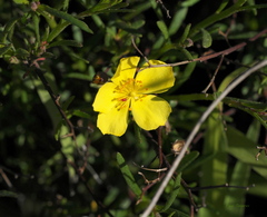 Crocanthemum scoparium