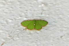 Argyrocosma inductaria