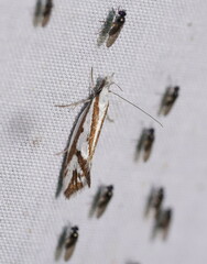 Orthiastis hyperocha