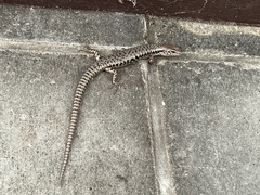 Concinnia tenuis