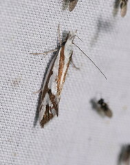 Orthiastis hyperocha