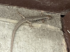 Concinnia tenuis