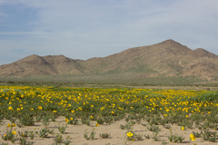 Leptosyne calliopsidea