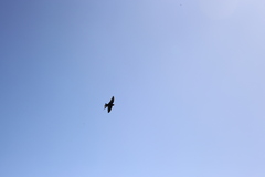 Hirundo neoxena