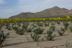 Leptosyne calliopsidea