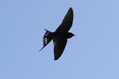 Hirundo neoxena