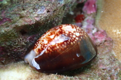 Monetaria caputophidii