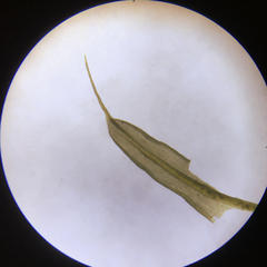 Syntrichia antarctica