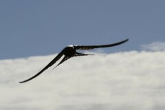 Hirundo neoxena