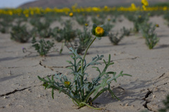 Leptosyne calliopsidea