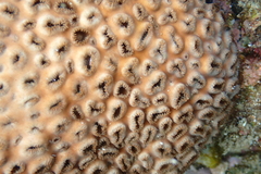 Palythoa tuberculosa