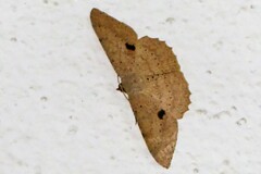 Luxiaria mitorrhaphes
