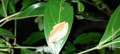 Dendropsophus microcephalus