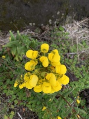 Calceolaria crenata