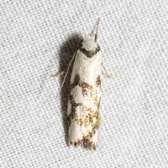 Cosmaresta anarrecta