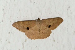 Luxiaria mitorrhaphes