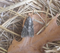 Acronicta afflicta