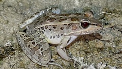 Lithobates brownorum