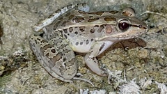 Lithobates brownorum
