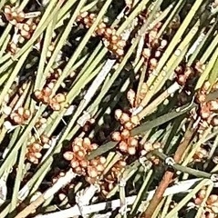 Ephedra trifurca