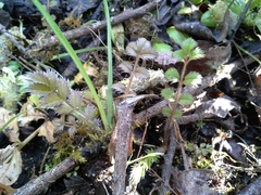 Argentina anserinoides