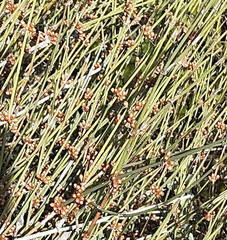 Ephedra trifurca