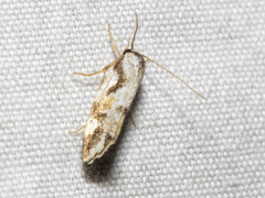 Machetis aphrobola
