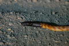 Aspidites melanocephalus