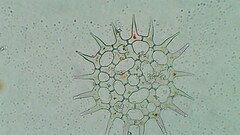 Hydrodictyaceae
