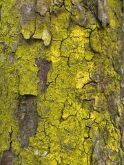 Chrysothrix xanthina