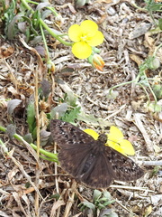 Erynnis horatius