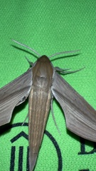 Xylophanes tersa