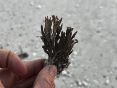 Clathria