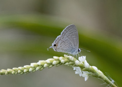 Catochrysops panormus