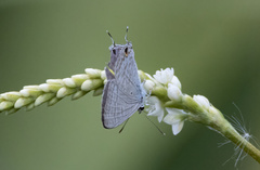 Catochrysops panormus
