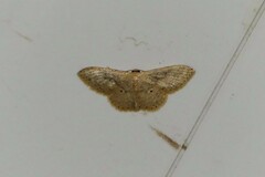 Idaea actiosaria
