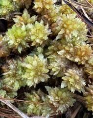 Sphagnum perichaetiale