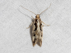 Machetis versatrix