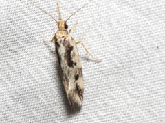 Machetis versatrix