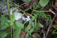 Pseuderanthemum