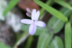 Pseuderanthemum
