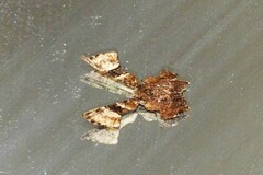 Monobolodes pernigrata