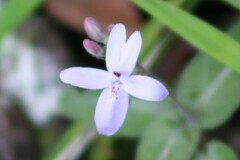 Pseuderanthemum