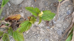 Malvastrum coromandelianum