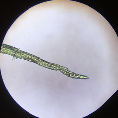 Syntrichia antarctica