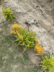 Celosia spicata