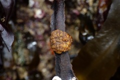 Styelidae